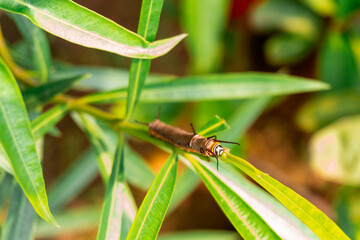 Close-up macro shot of a vibrant caterpillar resting on a fresh green leaf in the garden, showcasing intricate details beautifully