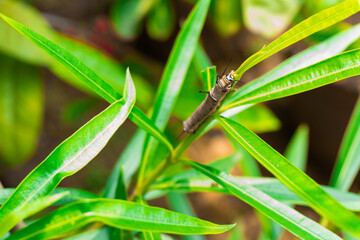Close-up macro shot of a vibrant caterpillar resting on a fresh green leaf in the garden, showcasing intricate details beautifully