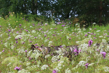 an old tree in a field overgrown with meadow flowers in the middle of summer