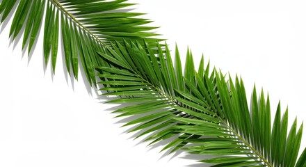 Obraz premium Diagonal Palm Fronds - Vibrant Green Leaves on Clean White Background, Minimalist Tropical Design.