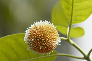 Kadamba : Discover the nutritious fruit and sacred leaf of the Kadamba tree, revered in Ayurveda and Indian mythology for centuries