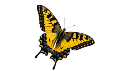 Vibrant yellow and black butterfly with blue markings isolated.