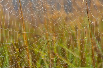 spider web with dew drops