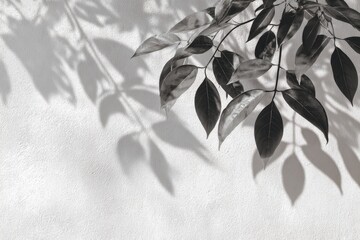 shadow overlay effects of realistic abstract natural tree leaves shadow on white wall background, Summer sunlight and shadow overlay effect, shadow for photo interior backdrop studio mockup
