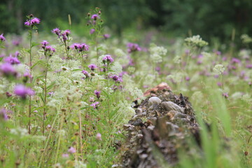 old tree in a field overgrown with meadow flowers midsummer