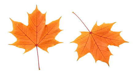 Fototapeta premium Two vibrant orange maple leaves autumn foliage detailed veins.