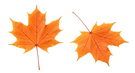 Two vibrant orange maple leaves autumn foliage detailed veins.