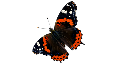 Vibrant butterfly showcases intricate wing patterns against a clean backdrop.