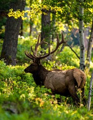 Fototapeta premium Elk in a forest