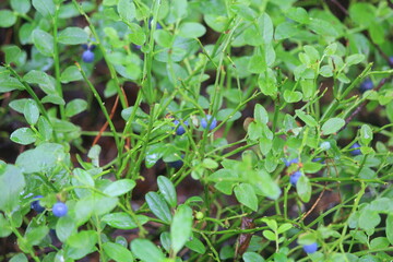 green blueberry bushes with berries