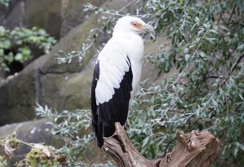Close up of a palm-nut vulture, aka Gypohierax angolensis or vulturine fish eagle, an African old world vulture with black and white feathers, sitting in a tree