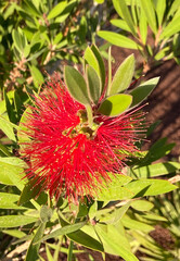 Callistemon coccineus or Melaleuca rugulosa,scarlet bottlebrush flowers in the garden of Tenerife,Canary Islands,Spain.Selective focus.