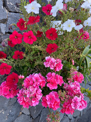 Colorful petunias and pink geranium flowers in the garden. Ornamental plants, gardening concept.