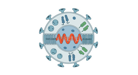 Illustration of a virus structure, showing its membrane, internal components, and surface proteins against a white background.