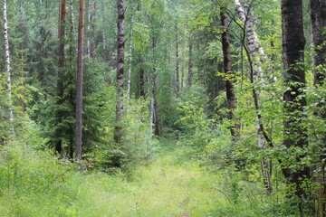 Obraz premium A path in a summer forest
