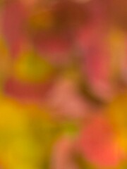 abstract colorful background orange pink salmon 