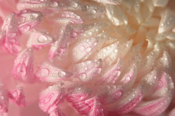 Soft focus blurred close-up cream beige pink pastel flower petals with water drop. Macro smoke natural background.