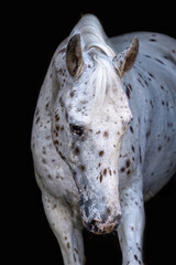 Knabstrupper horse with spotted coat posing gracefully against black background