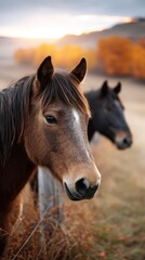 Obraz premium Close-up of brown horse with black horse in background during autumn sunset in rural landscape