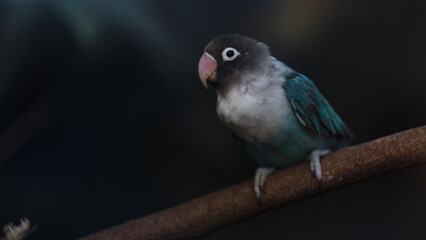 Black cheeked lovebird ob the branch