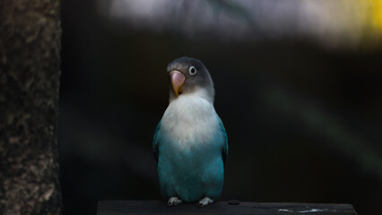 Black cheeked lovebird ob the branch