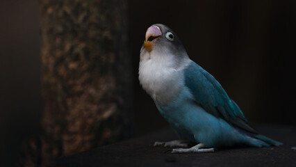 Black cheeked lovebird ob the branch