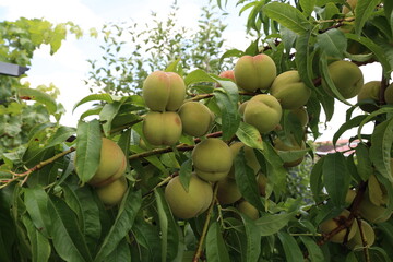 Apricots ripen on a tree in the garden