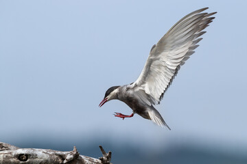 Wiskered Tern about to land on a perch