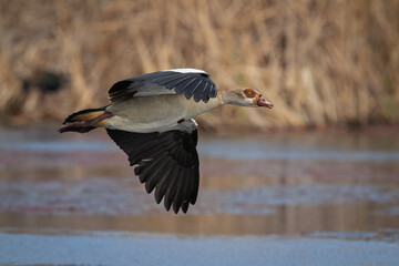 Egyptian Goose flying over a dam
