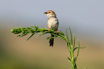 Zitting Cisticola on Green Stem