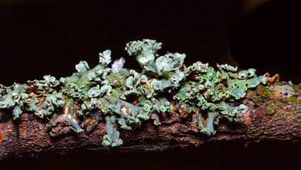 crystal clear quartz