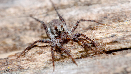 spider on the wall