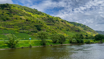 Obraz premium Wine region of the Mosel Valley. Wine tourism Cochem, Rhineland-Palatinate, Germany August 2, 2025