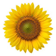Close-up of a vibrant, yellow sunflower against a white background.
