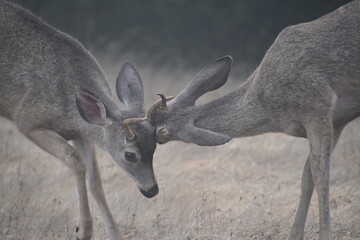 deer in the woods