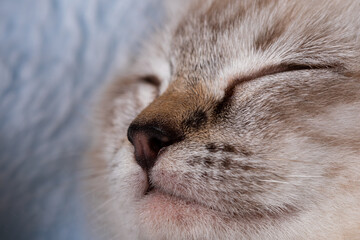 Sleeping Kitten Nose Closeup
