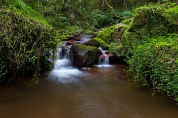 Tranquil Stream in a Mossy Forest