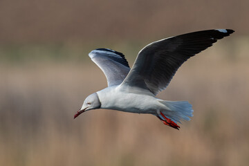 Grey-headed Gull in Flight