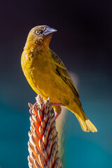 Male Cape Weaver on Aloe Flower Spike