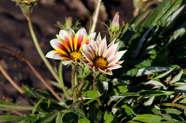 gazania flowers in the garden

