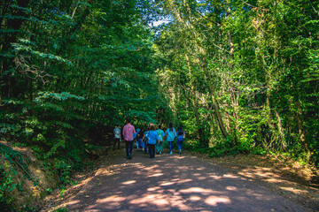 Fototapeta premium walking in the woods