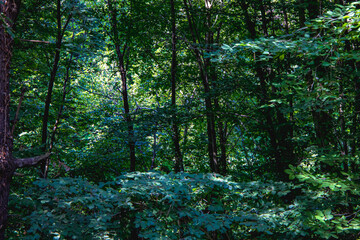 forest in the morning