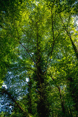 green forest in the morning