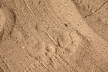 Footprints on sand at the beach, summer vacation background, walking on coastline.