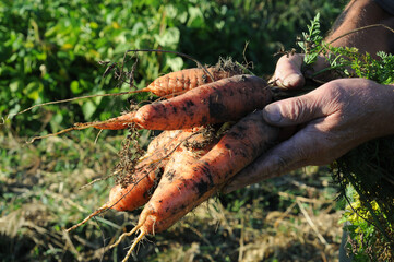 Freshly dug carrots from the ground in the garden in the hands of a farmer. Selective focus. Nature. Harvesting carrots.