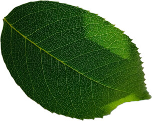green leaf isolated on white background