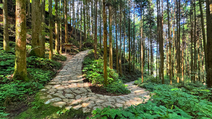 stone path in japanese forest