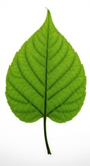 Fototapeta premium Emerald Tapestry