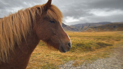 portrait of a horse in iceland