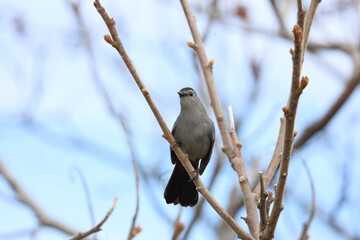 Gray Catbird Perched in Tree